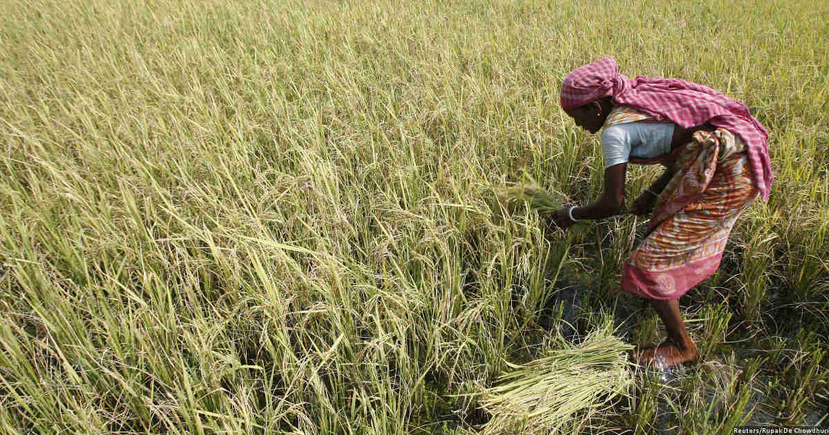 Why Small Farmers In Tamil Nadu Borrow Money At 60