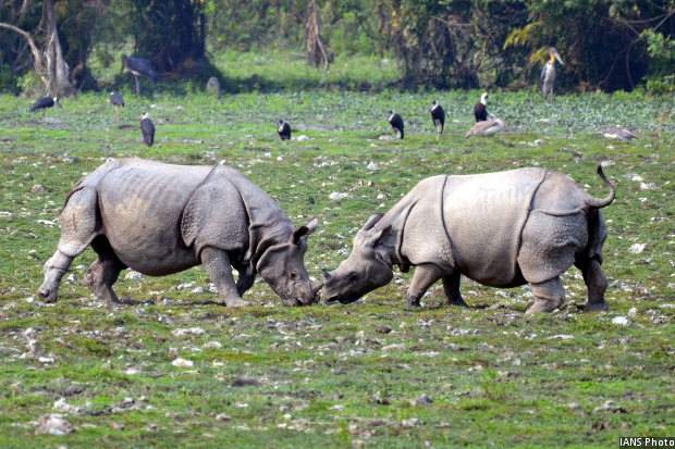 Indias Rhino Population Up 35 Times In 107 Years  Indiaspend-Journalism India -2609